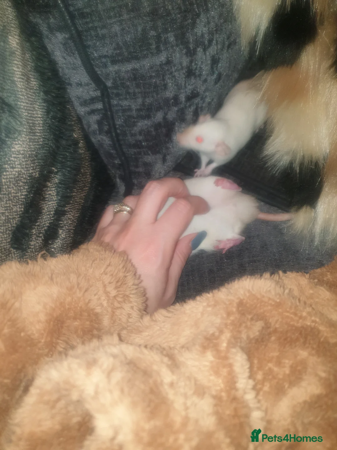 Rat rodents for sale: 2 gorgeous Dwarf rats  in Sheffield - Advert 2