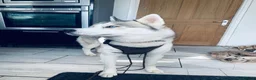 Siberian Husky dogs for stud: Proven Siberian Husky Stud - Advert 7