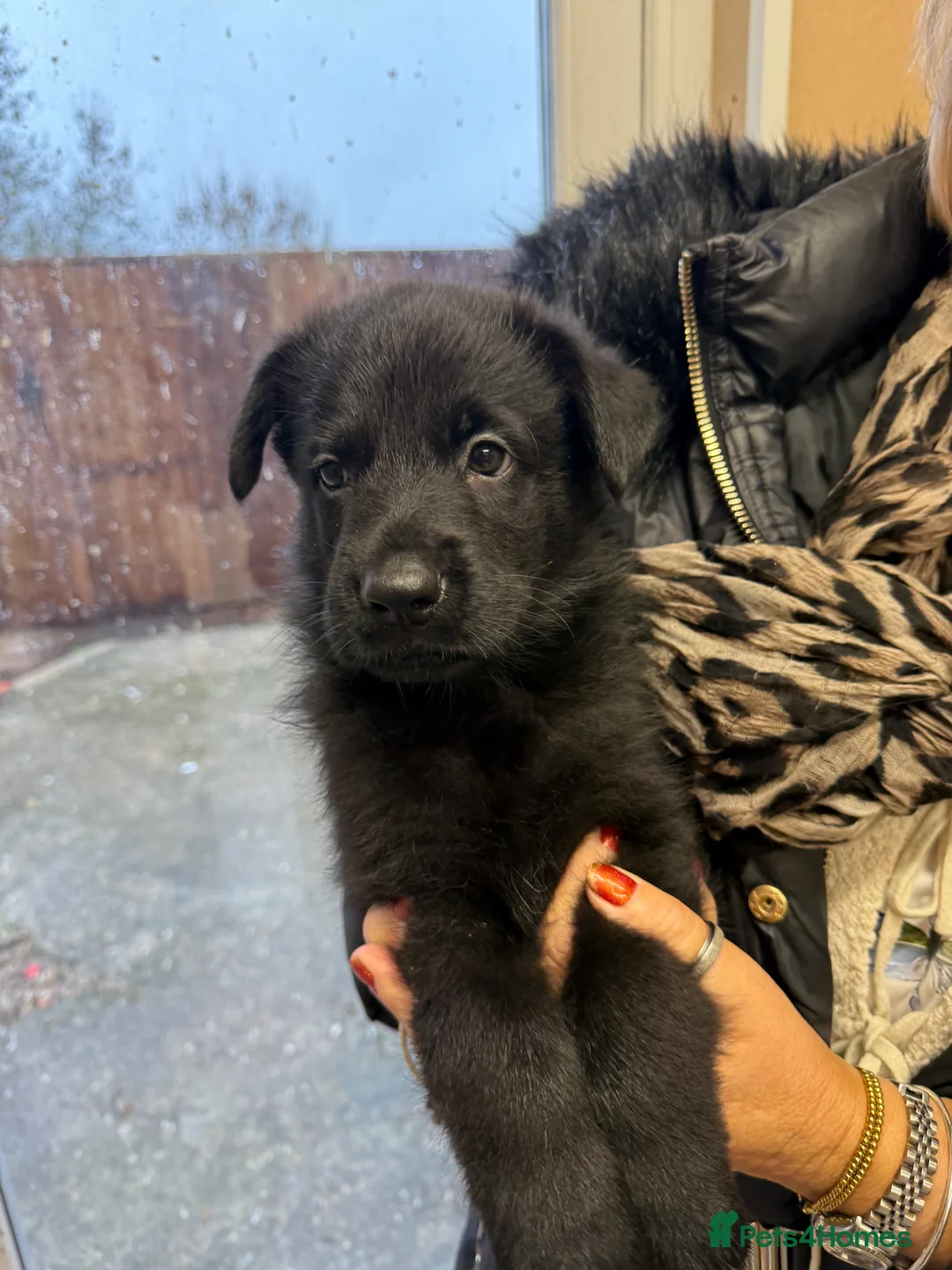 German Shepherd dogs for sale: Pedigree, Czech Line, Straight Back puppies - Advert 2