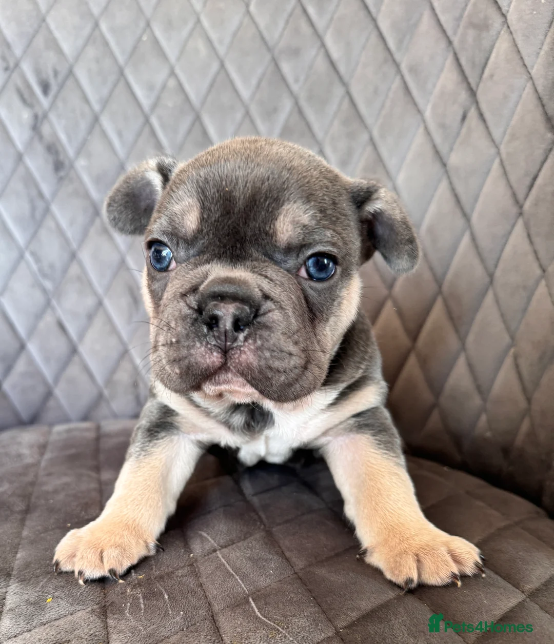 French Bulldog dogs for sale: KC reg Frenchbull dog puppies  - Advert 5