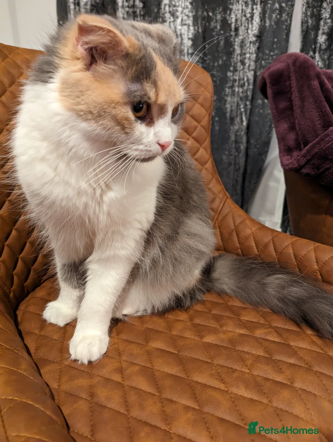 Scottish Fold cats for sale: Female longhair diluted calico Scottish fold  - Advert 9