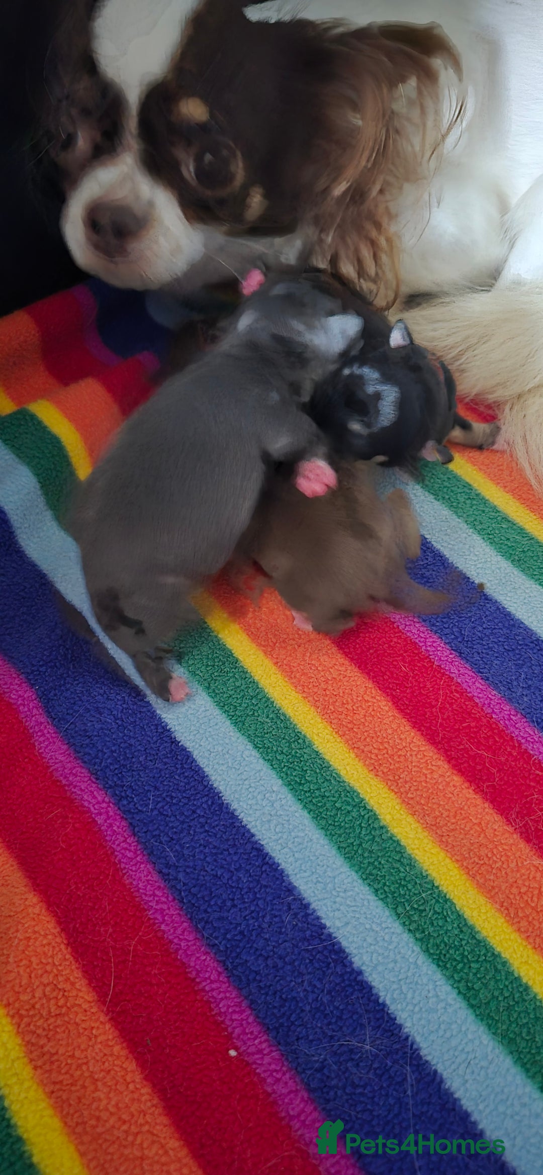 Chihuahua dogs for sale: ❤️Amazing Chihuahua Puppies - Image 13