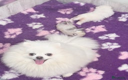 Pomeranian dogs for sale: Bridgerton KC Teddy Bear Faced Pomeranians - Image 15