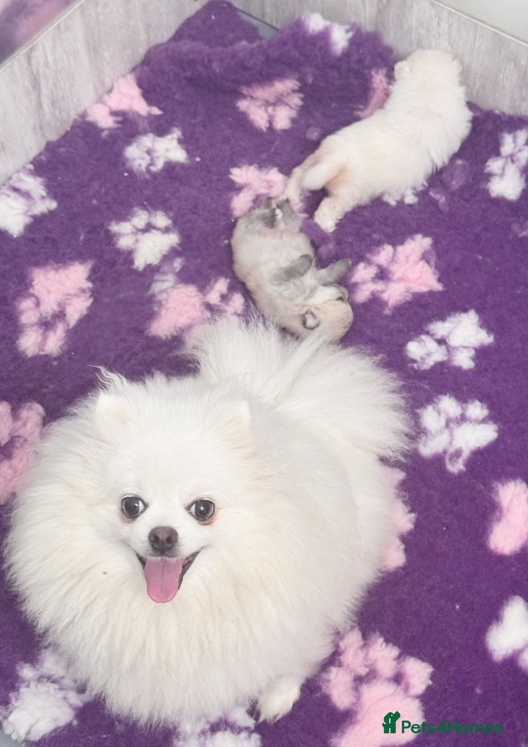 Pomeranian dogs for sale: Bridgerton KC Teddy Bear Faced Pomeranians - Image 15