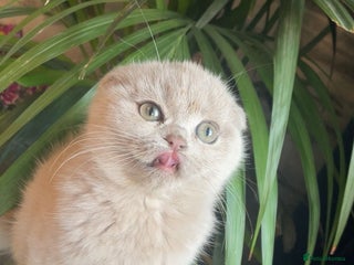 Scottish Fold cats Scottish fold female kitten ❤️ - Advert 1