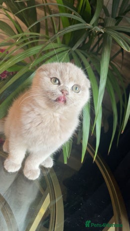 Scottish Fold cats Scottish fold female kitten ❤️ - Advert 4