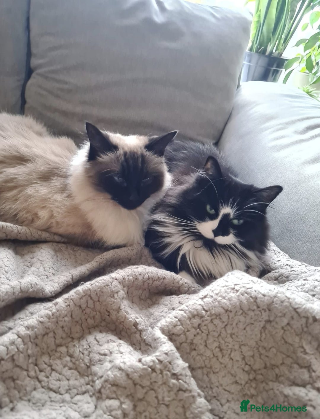 Ragdoll cats for sale: Alice and Layla Two House cats for new home - Image 2
