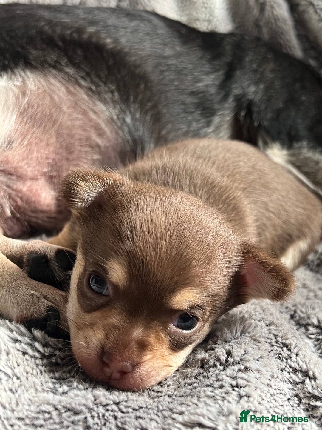 Chihuahua dogs for sale: Chocolate & tan female - Advert 8