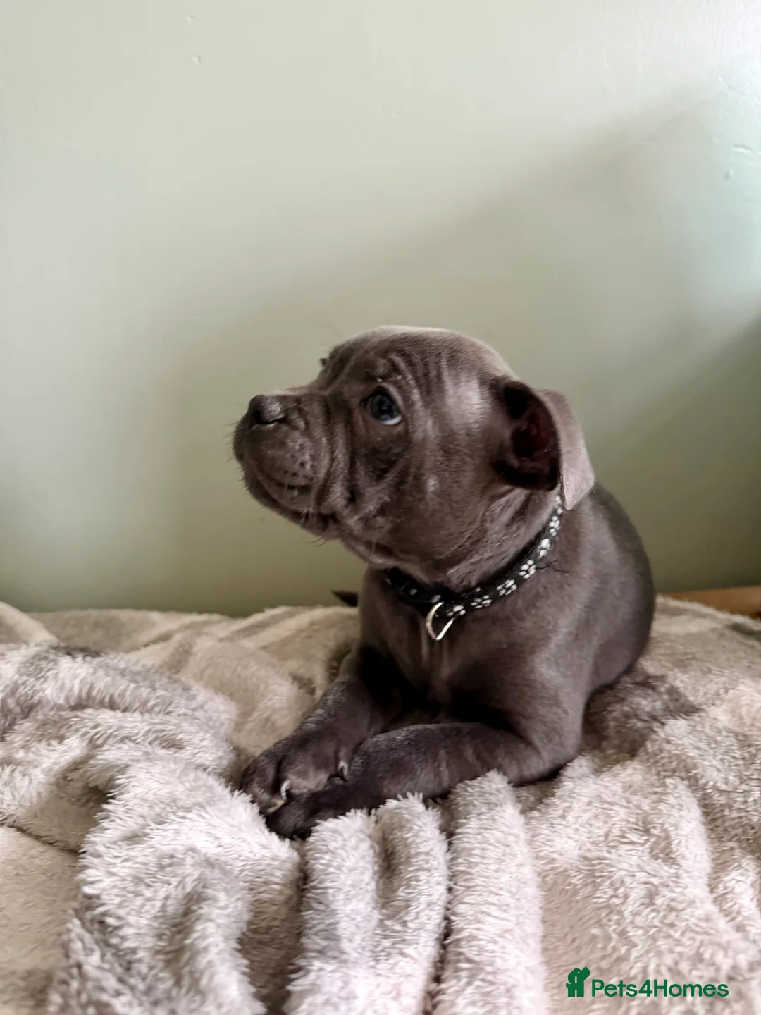 Staffordshire Bull Terrier dogs for sale: Only 1 available ; Blue Staffordshire bullterrier - Advert 33