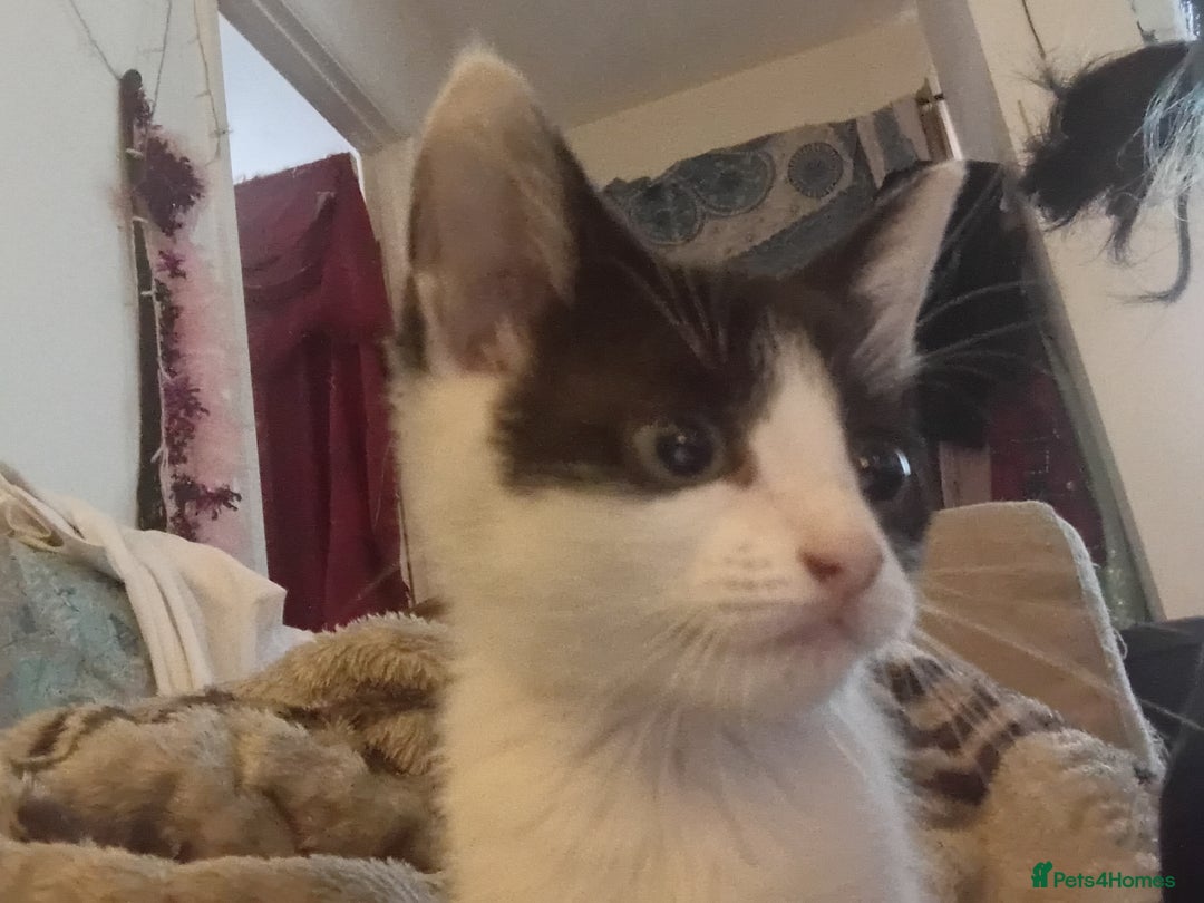 British Shorthair cats for sale: Looks black and white but up close is dark stripes - Image 12
