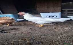 Chickens poultry for sale: 4 month old leghorn Cockerell  - Image 1