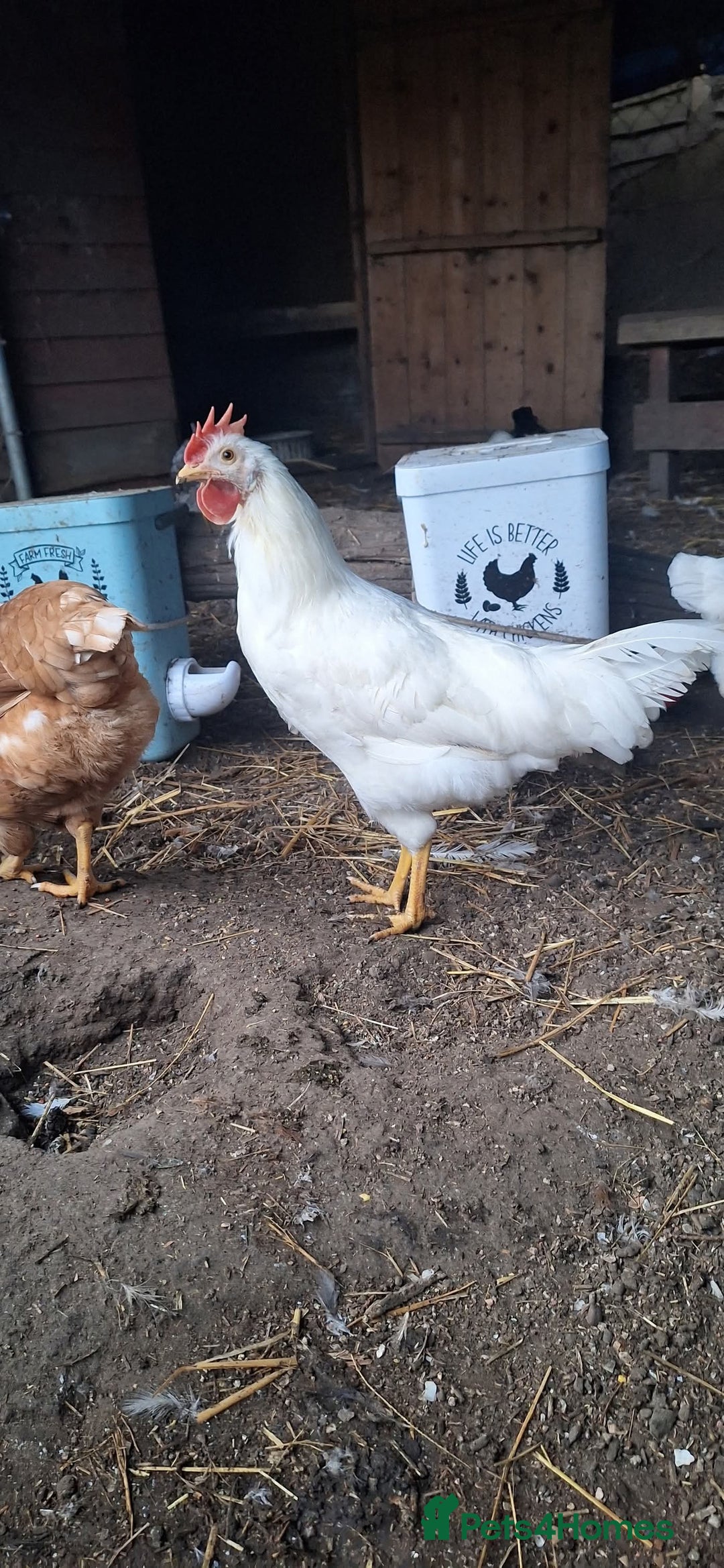 Chickens poultry for sale: 4 month old leghorn Cockerell  - Image 1