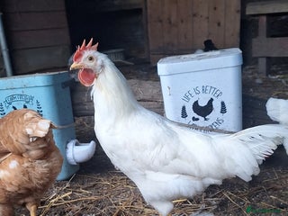 Chickens poultry - Advert 1