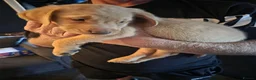 Labrador Retriever dogs for sale: Labrador puppies ready to leave  - Advert 8