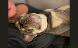 French Bulldog dogs for adoption: BEAR - needs a new, loving home. - Image 8