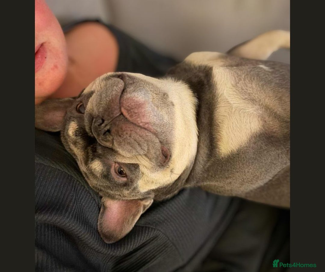 French Bulldog dogs for adoption: BEAR - needs a new, loving home. - Image 8