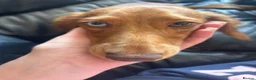 Miniature Dachshund dogs for sale: 10 month old male miniature dachshund  in Solihull - Advert 3