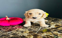 Miniature Dachshund dogs for sale: Cream Litter 5 Star Breeder ⭐️⭐️⭐️⭐️⭐️  - Image 6