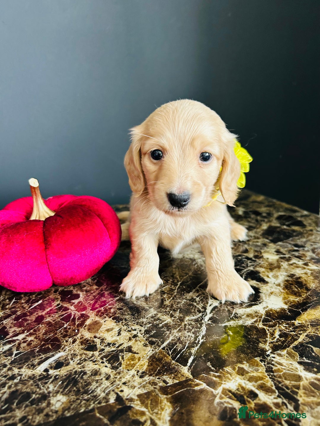 Miniature Dachshund dogs for sale: Cream Litter 5 Star Breeder ⭐️⭐️⭐️⭐️⭐️  - Image 6