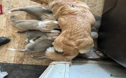 Welsh Corgi Pembroke dogs for sale: Beautiful Pembroke Corgi Pups - Image 9