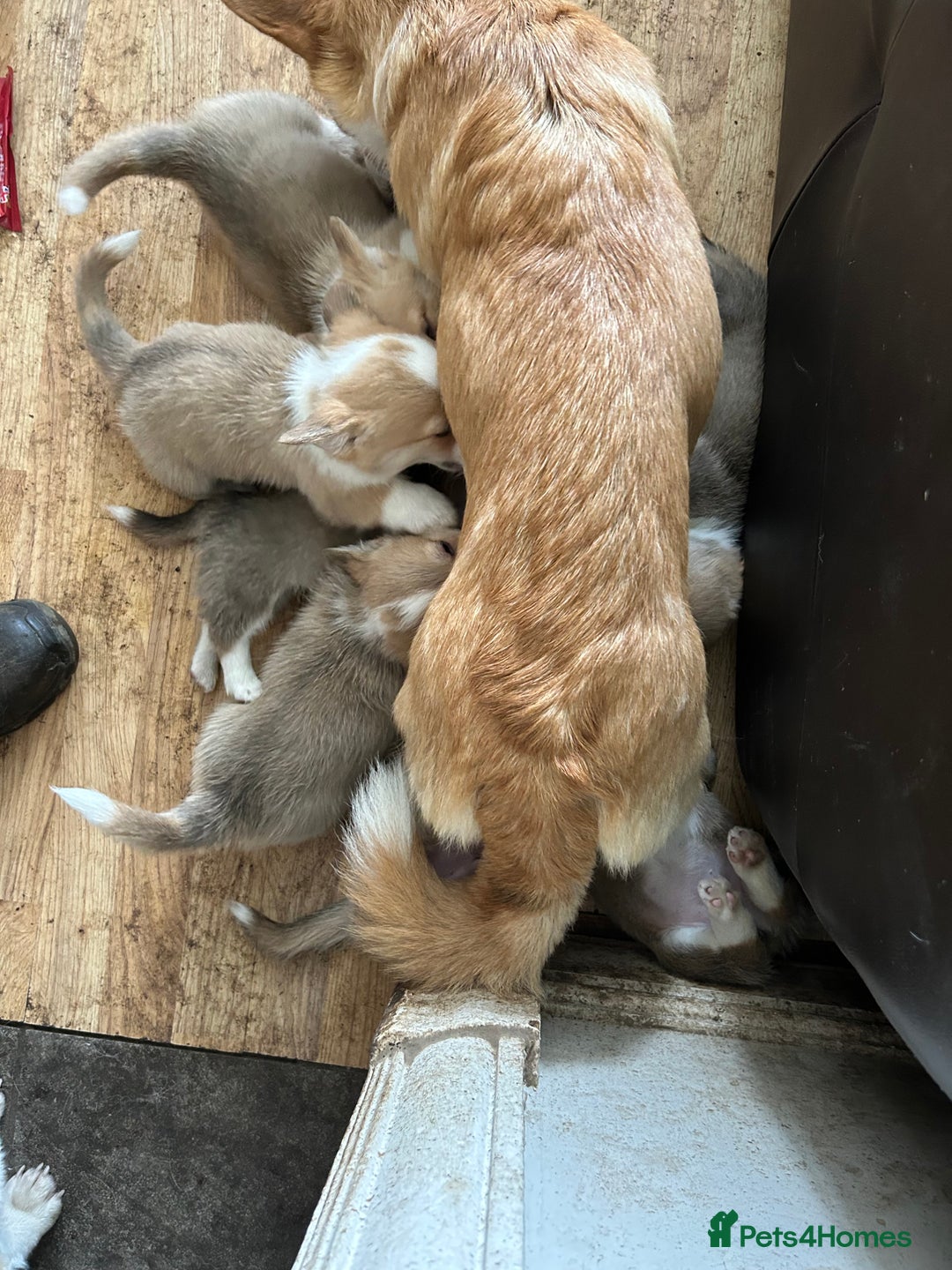 Welsh Corgi Pembroke dogs for sale: Beautiful Pembroke Corgi Pups - Image 9