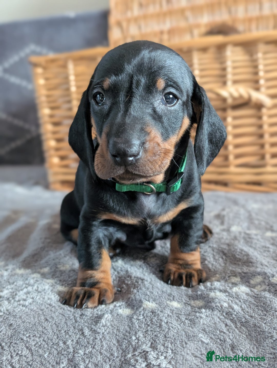 Dachshund dogs for sale: Quality Dachshund Standard Smooth Hair  - Advert 9