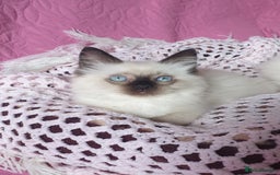 Ragdoll cats for sale: 💗Beautiful GCCF Registered Ragdoll Kittens. - Image 12