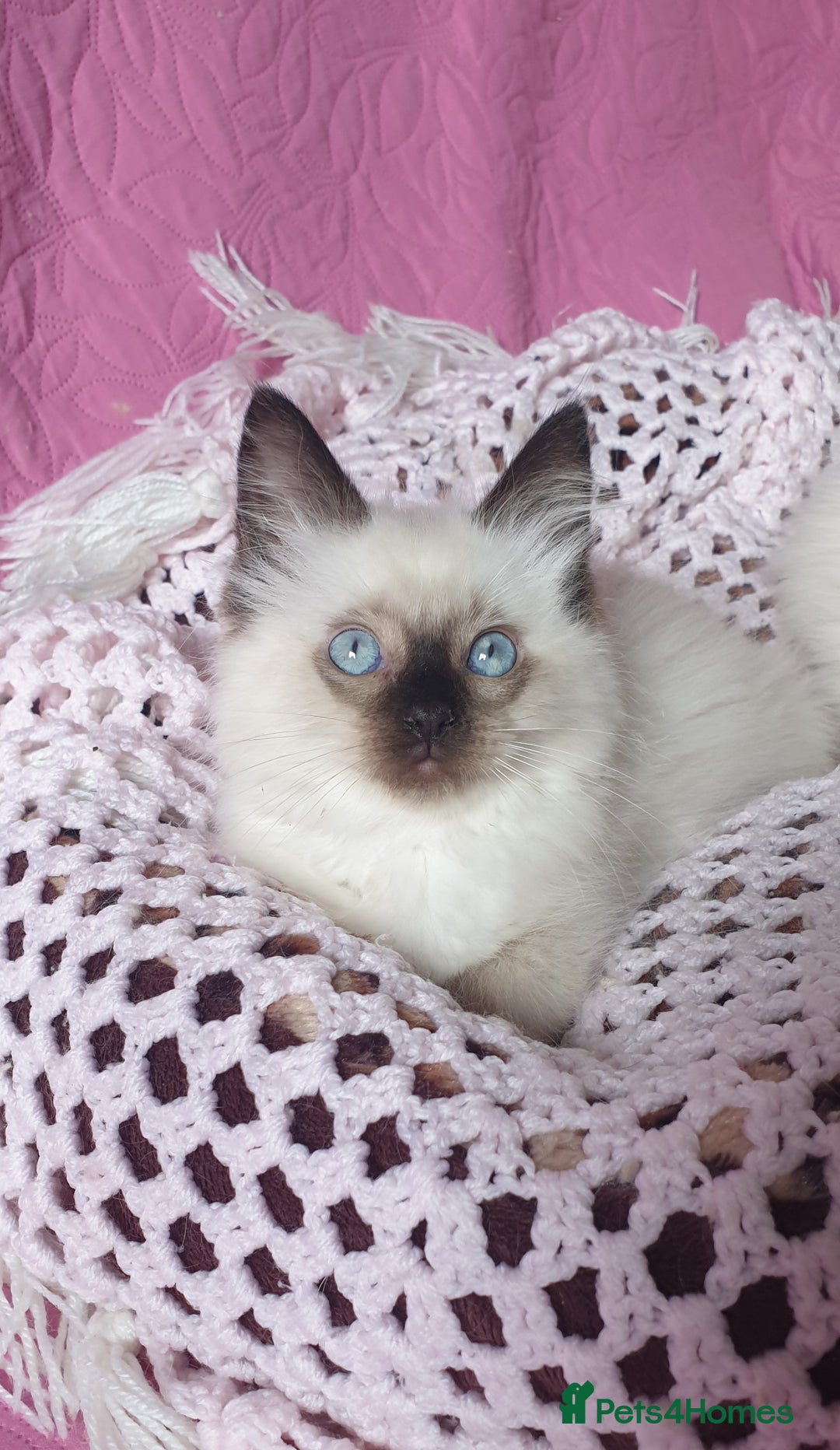 Ragdoll cats for sale: 💗Beautiful GCCF Registered Ragdoll Kittens. - Image 12