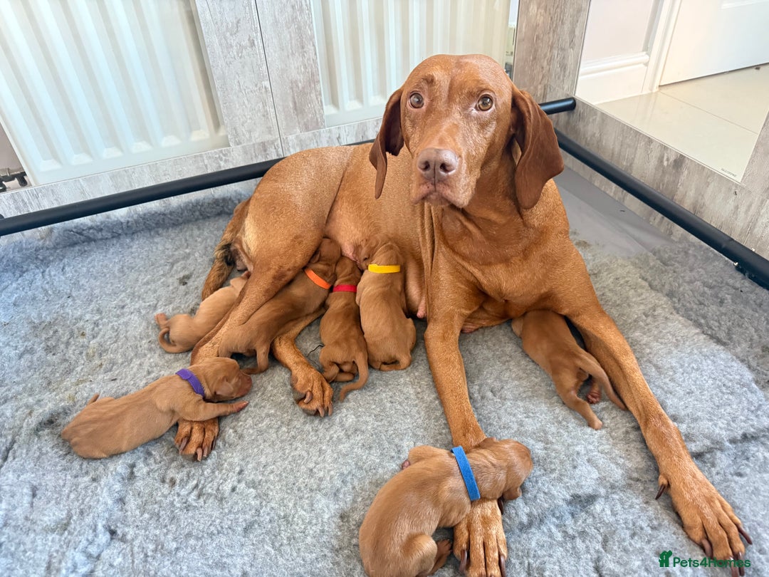 Hungarian Vizsla dogs for sale: KC registered Hungarian Viszla puppies - Advert 7