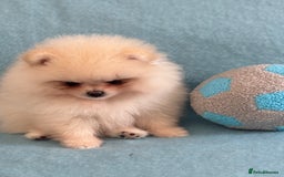 Pomeranian dogs for sale: Male Pomeranian  - Image 9