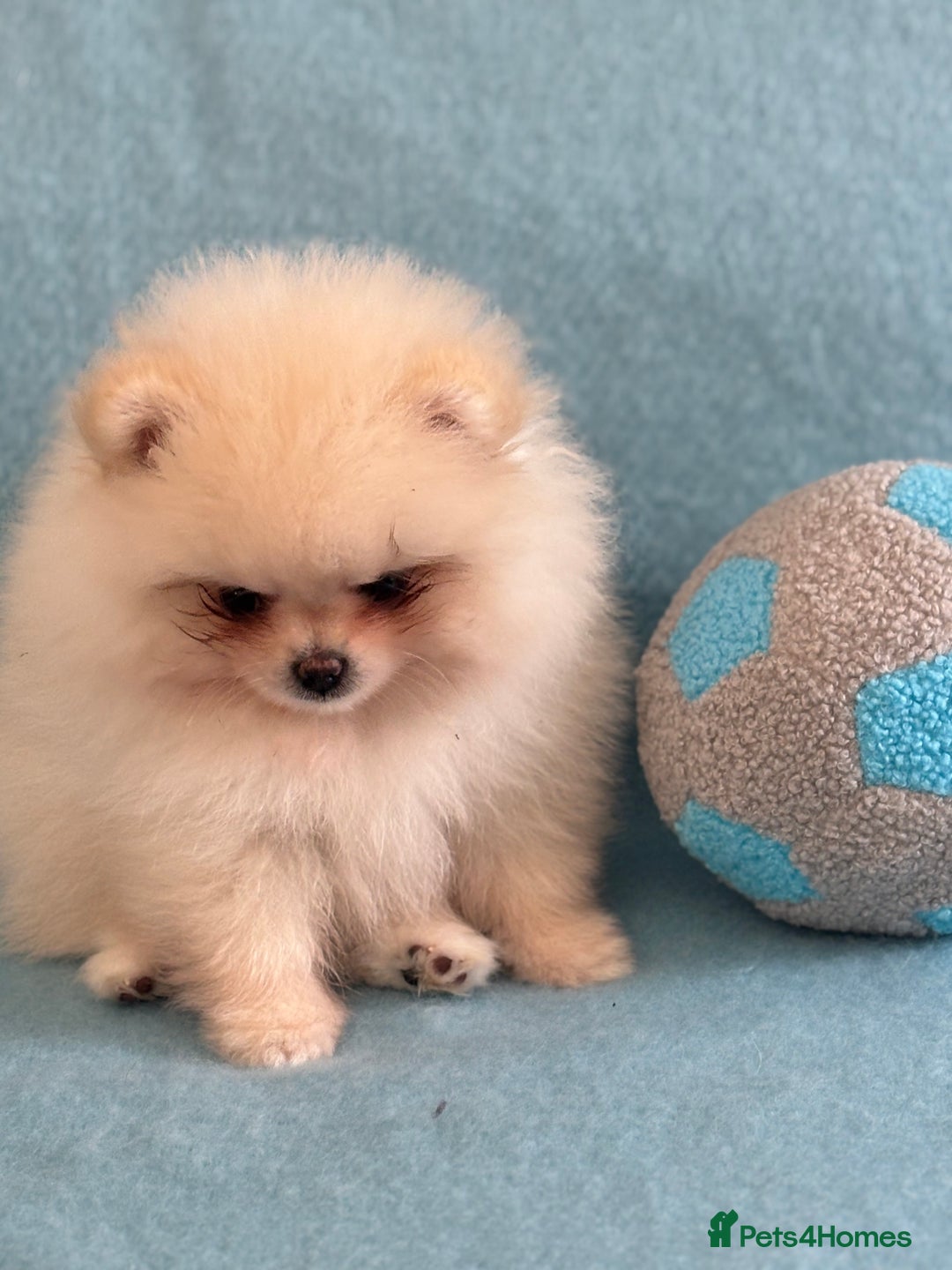 Pomeranian dogs for sale: Male Pomeranian  - Image 9