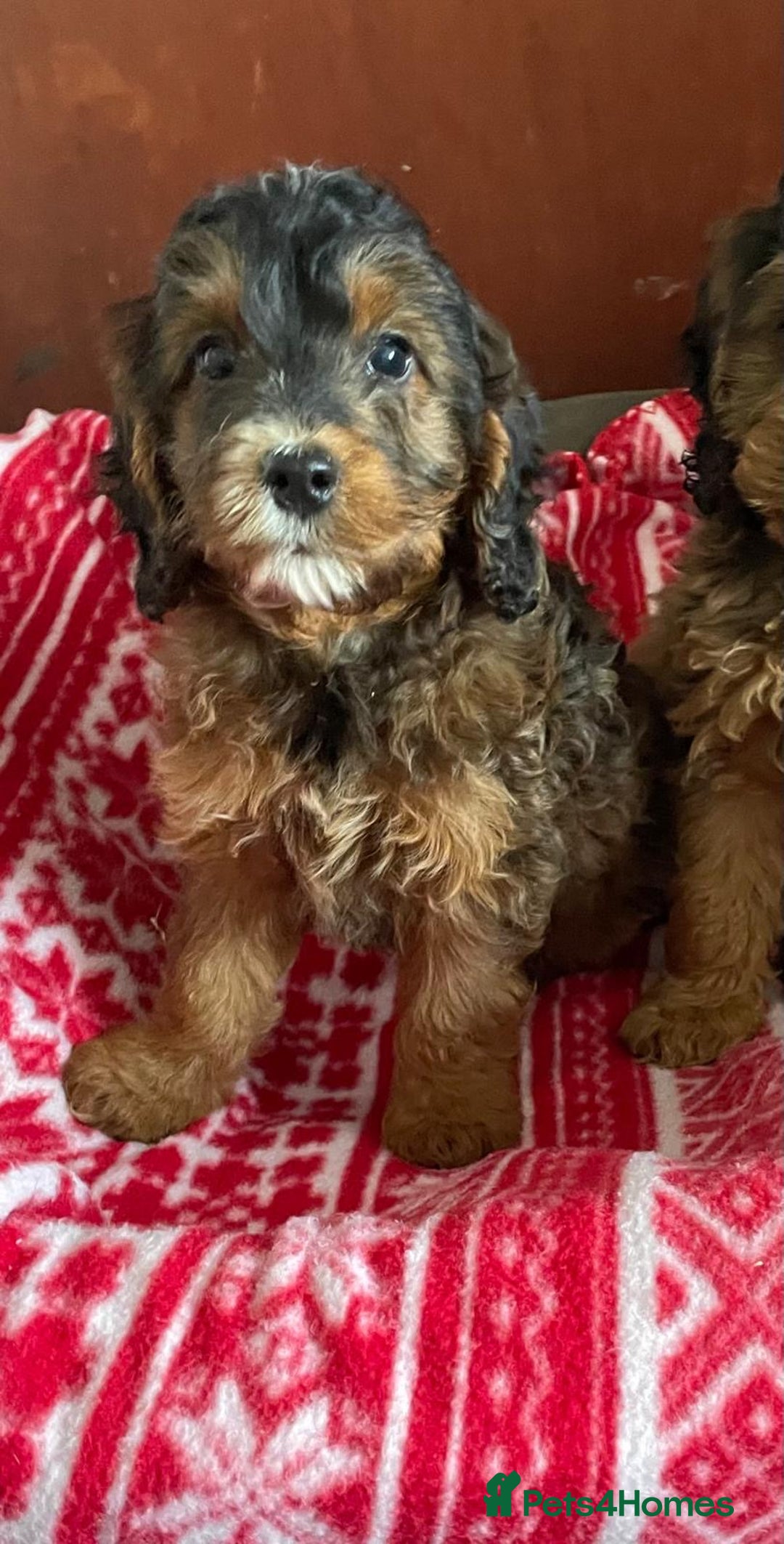 Cockapoo dogs for sale: Beautiful cockapoo pups  - Advert 5
