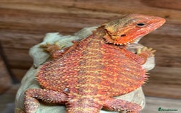 Bearded Dragon reptiles for sale: RED MONSTER LINE & G STRIEP - Image 1