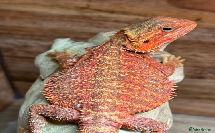 Bearded Dragon reptiles - Advert 7