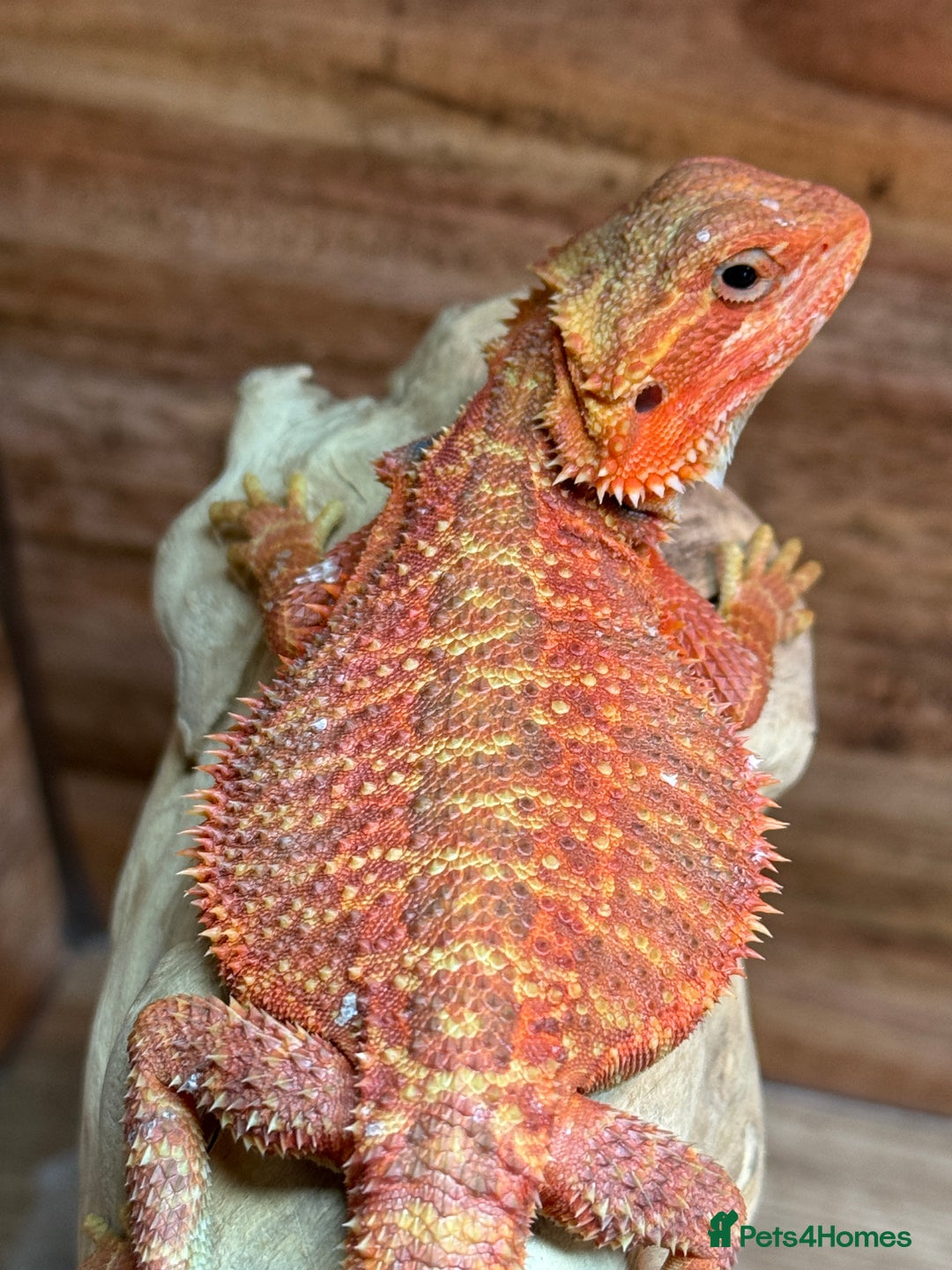 Bearded Dragon reptiles for sale: RED MONSTER LINE & G STRIEP - Image 1