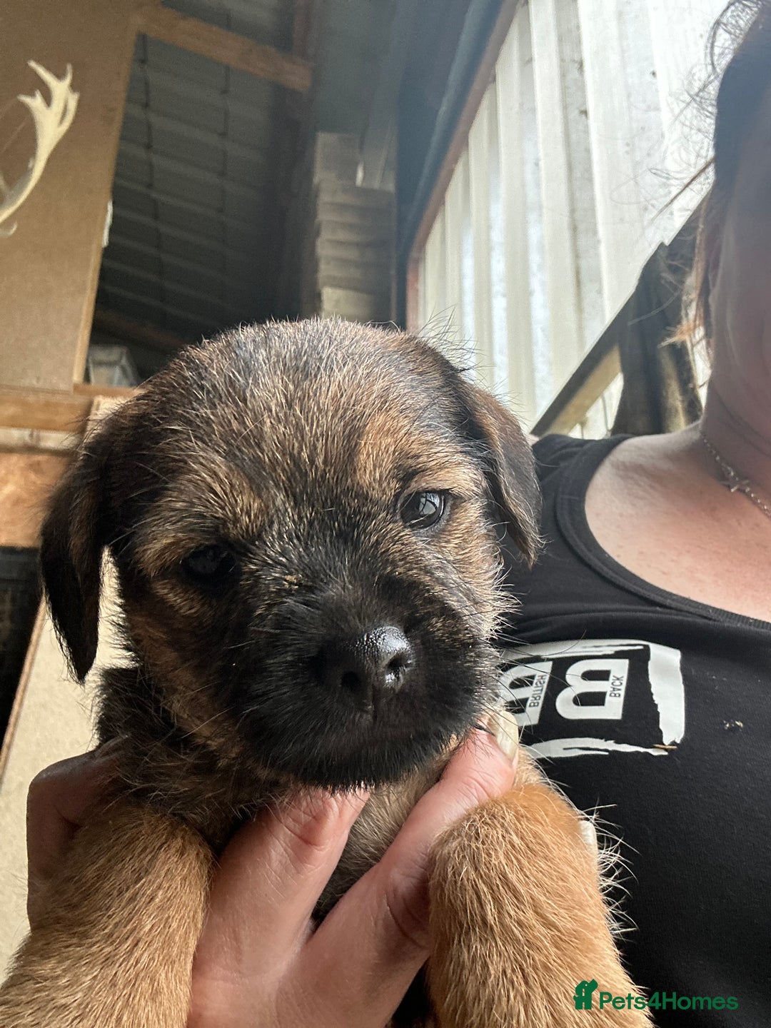 Border Terrier dogs for sale: Border Terrier Pups - Image 20