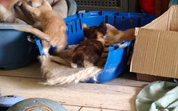 Mixed Breed cats for sale: Gorgeous Part BSH kittens ready to go now - Image 13