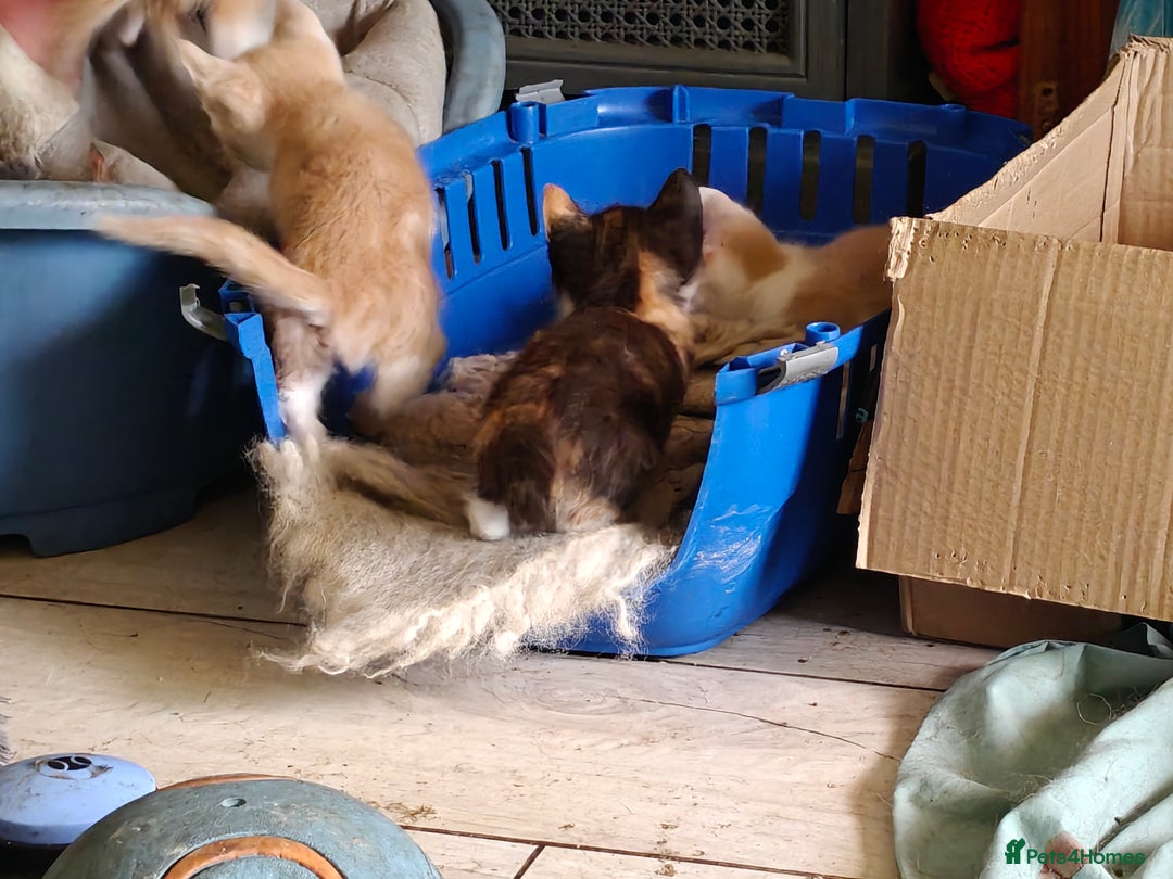 Mixed Breed cats for sale: Gorgeous Part BSH kittens ready to go now - Image 13