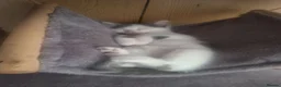 Mixed Breed cats for sale: Male kittens  - Advert 3