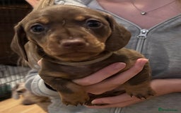 Miniature Dachshund dogs for sale: Gorgeous Miniature Dachshund Puppies!! - Image 6