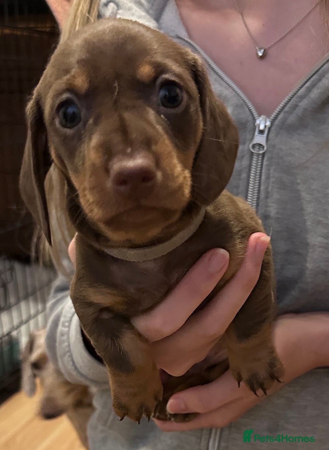 Miniature Dachshund dogs for sale: Gorgeous Miniature Dachshund Puppies!! - Image 6