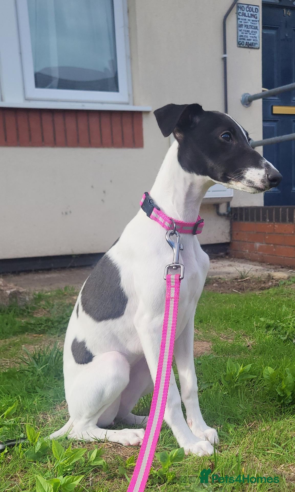 Whippet dogs Beautiful whippet puppy - Advert 5
