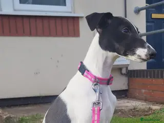 Whippet dogs Beautiful whippet puppy - Advert 5