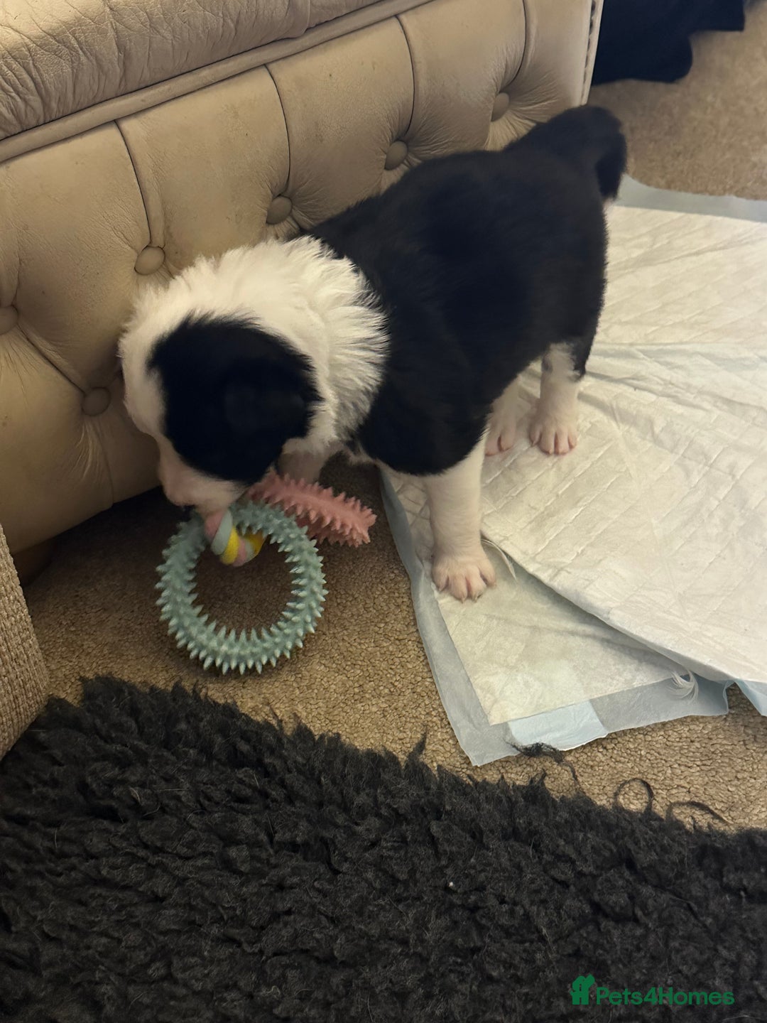 Border Collie dogs for sale: Beautiful litter of 8 border collies puppies - Advert 10