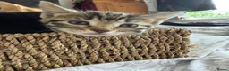Mixed Breed cats for sale: Gorgeous Tabby’s  - Advert 3