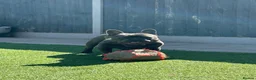 French Bulldog dogs for sale: French bulldog  in Nottingham - Advert 2