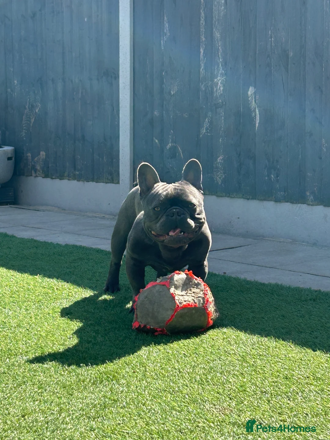 French Bulldog dogs for sale: French bulldog  in Nottingham - Advert 2