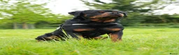 Rottweiler dogs for sale: 🐶PREMIUM ROTTWEILERS. ADRK GERMAN BLOODLINES 🇩🇪 - Advert 4