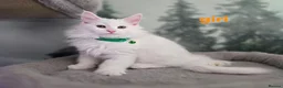 Maine Coon cats for sale: Gorgeous Maine coon kittens  - Advert 13