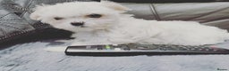 Maltese dogs for stud: 2kg kC Korean line Maltese stud in Derby - Advert 7